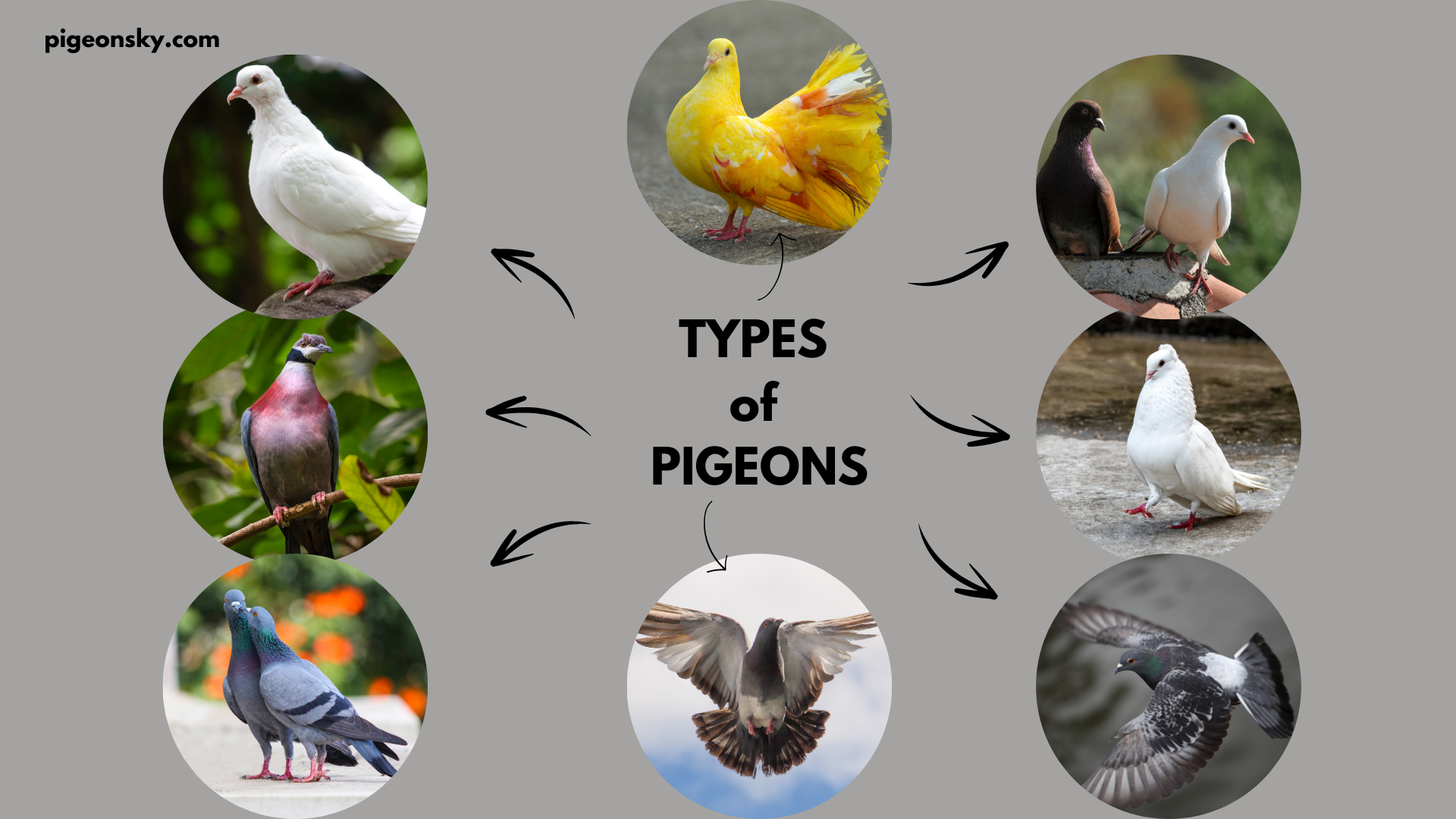 Pet pigeons and Types of Pet Pigeon