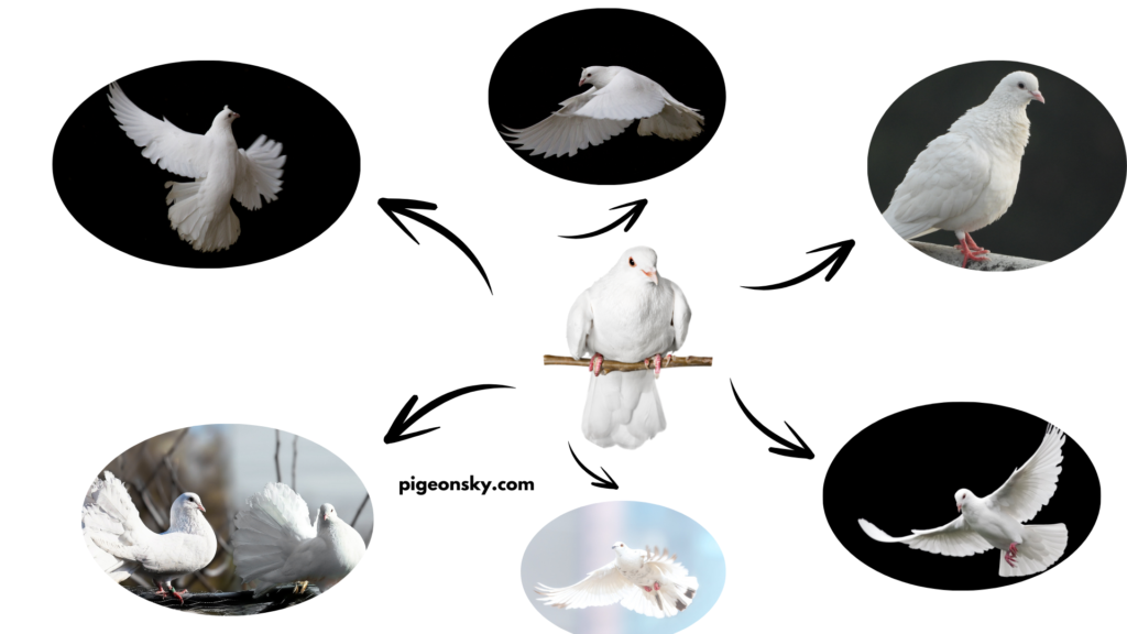 Types, Behavior, and Key Characteristics of Modena pigeons